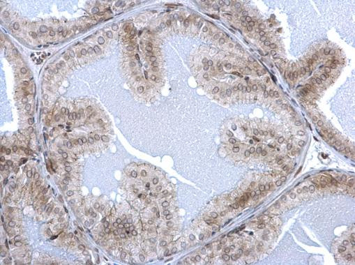 Lamin A/C Antibody in Immunohistochemistry (Paraffin) (IHC (P))