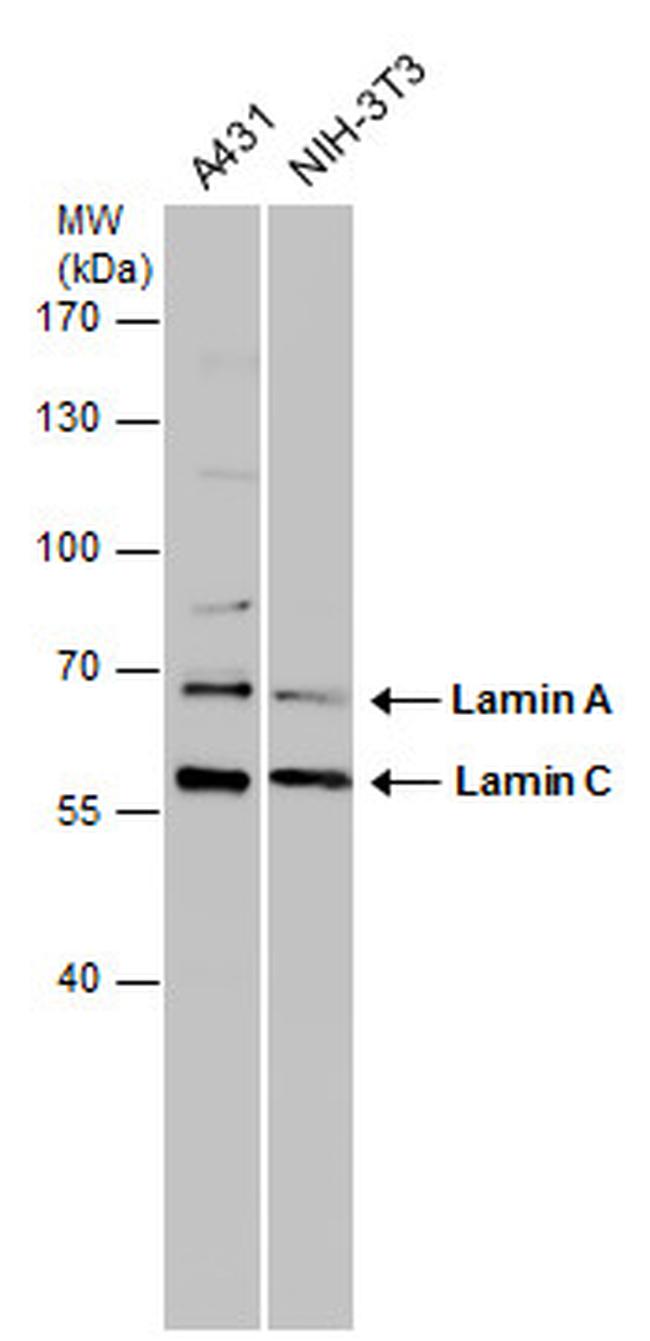 Lamin A/C Antibody in Western Blot (WB)