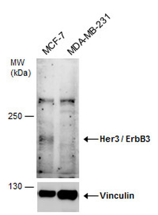 ErbB3 Antibody in Western Blot (WB)