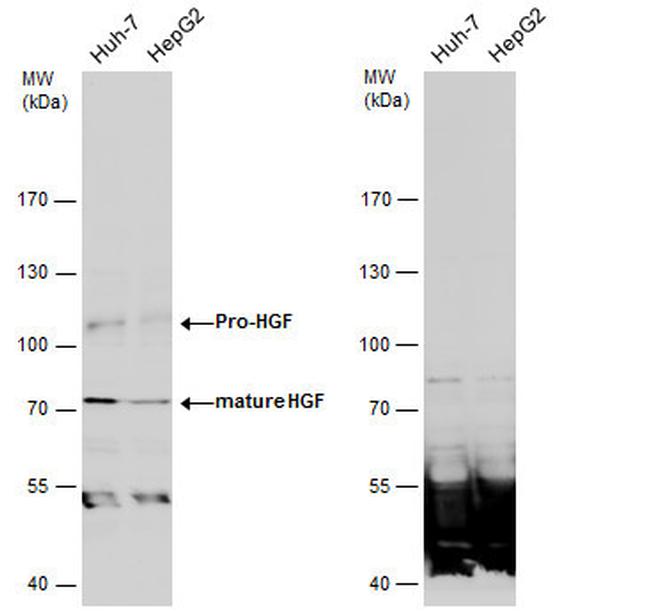 HGF Antibody in Western Blot (WB)