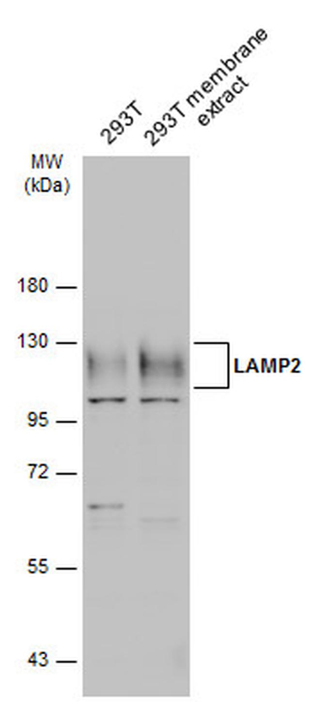 LAMP2 Antibody in Western Blot (WB)