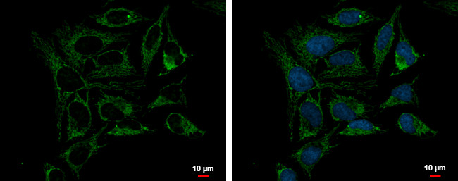 PRDX3 Antibody in Immunocytochemistry (ICC/IF)