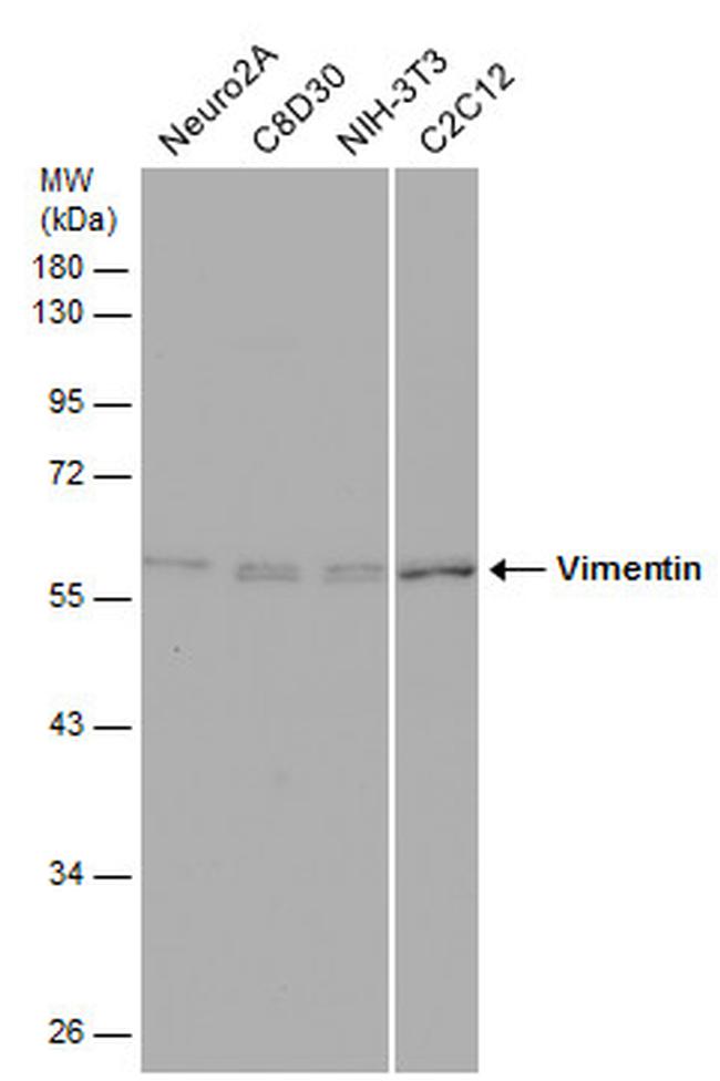 Vimentin Antibody in Western Blot (WB)