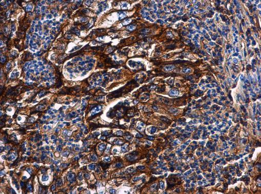 HLA-G Antibody in Immunohistochemistry (Paraffin) (IHC (P))