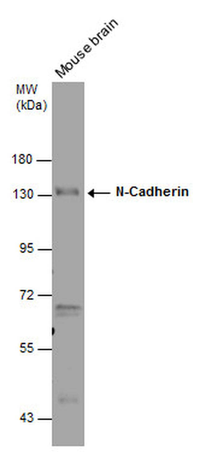 N-cadherin Antibody in Western Blot (WB)