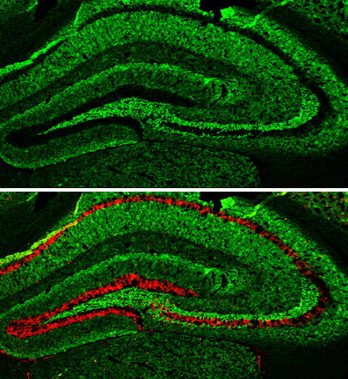 alpha Synuclein Antibody in Immunohistochemistry (Frozen) (IHC (F))