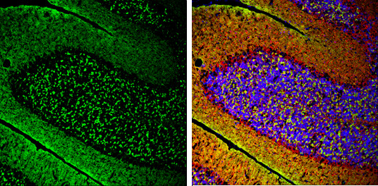 alpha Synuclein Antibody in Immunohistochemistry (Frozen) (IHC (F))