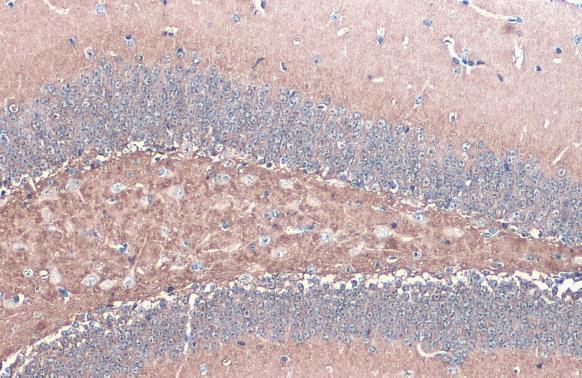 alpha Synuclein Antibody in Immunohistochemistry (Paraffin) (IHC (P))