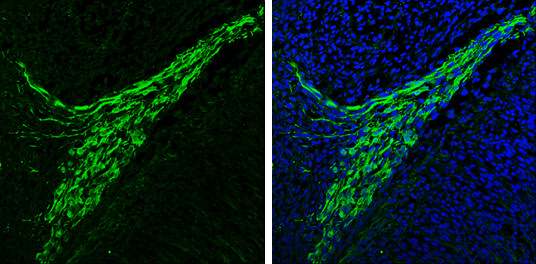 alpha Synuclein Antibody in Immunohistochemistry (Frozen) (IHC (F))