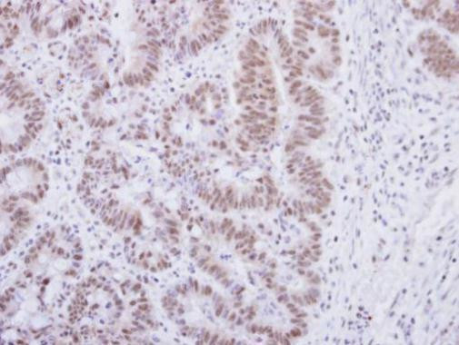 alpha Synuclein Antibody in Immunohistochemistry (Paraffin) (IHC (P))