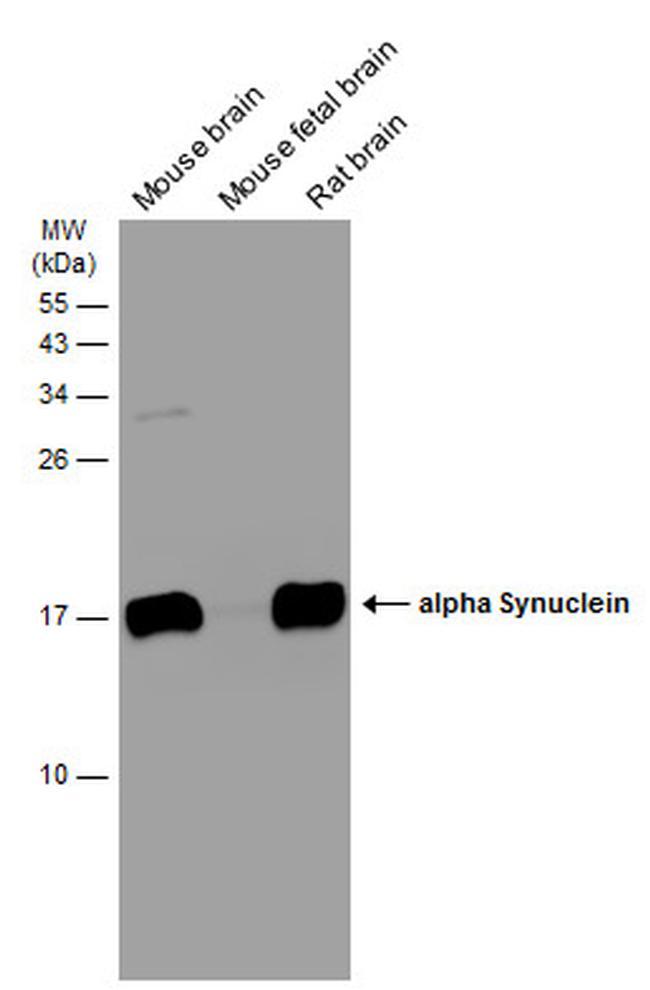 alpha Synuclein Antibody in Western Blot (WB)