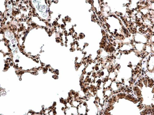 CREB Antibody in Immunohistochemistry (Paraffin) (IHC (P))