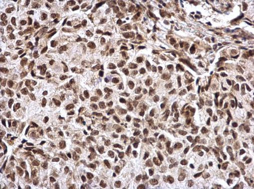 CREB Antibody in Immunohistochemistry (Paraffin) (IHC (P))