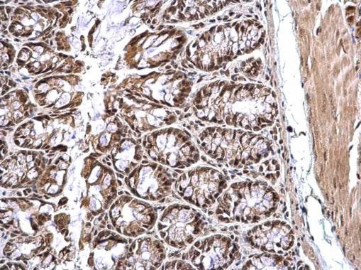 CREB Antibody in Immunohistochemistry (Paraffin) (IHC (P))