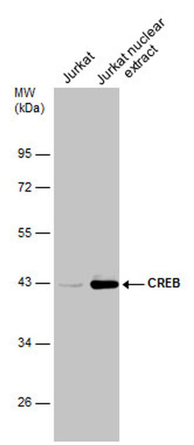 CREB Antibody in Western Blot (WB)