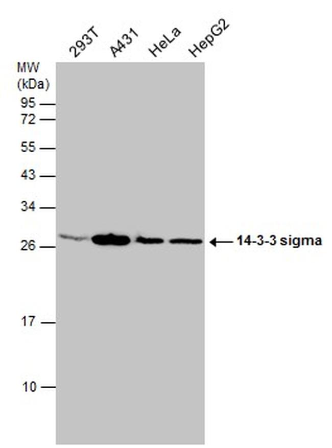 14-3-3 sigma Antibody in Western Blot (WB)