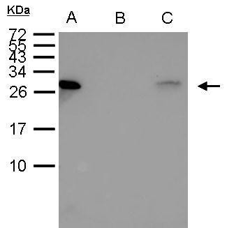 HSP27 Antibody in Immunoprecipitation (IP)