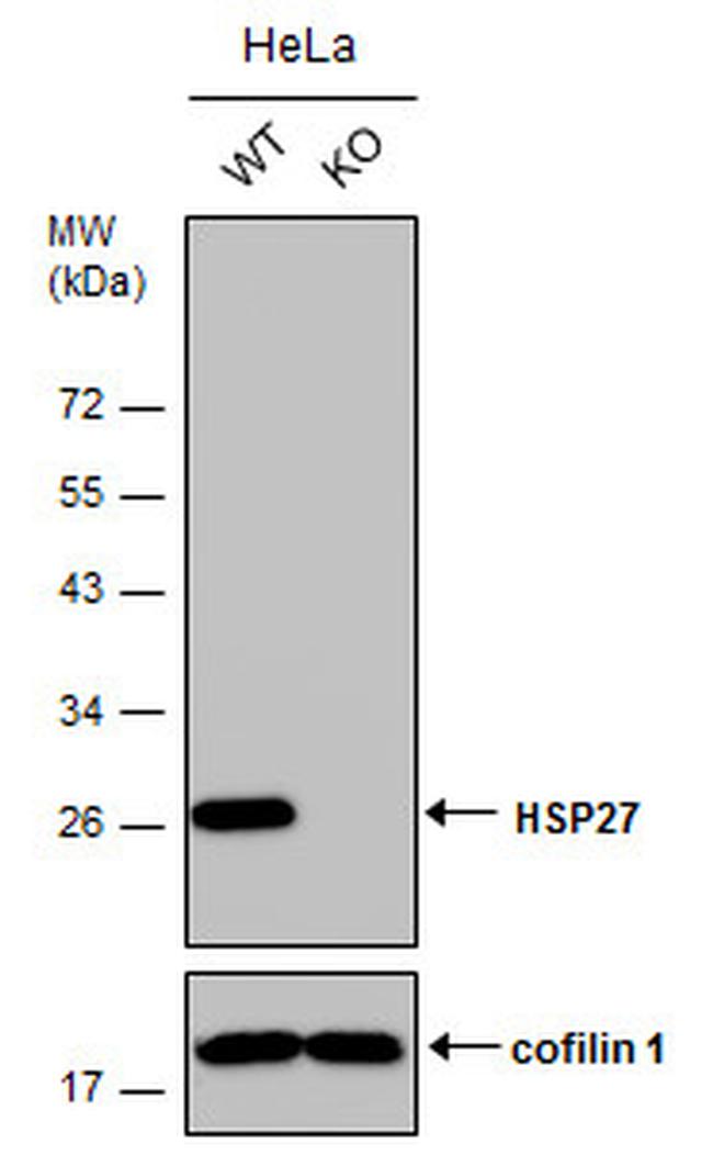 HSP27 Antibody in Western Blot (WB)