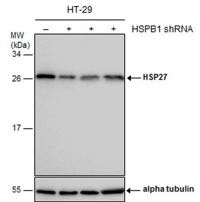 HSP27 Antibody in Western Blot (WB)