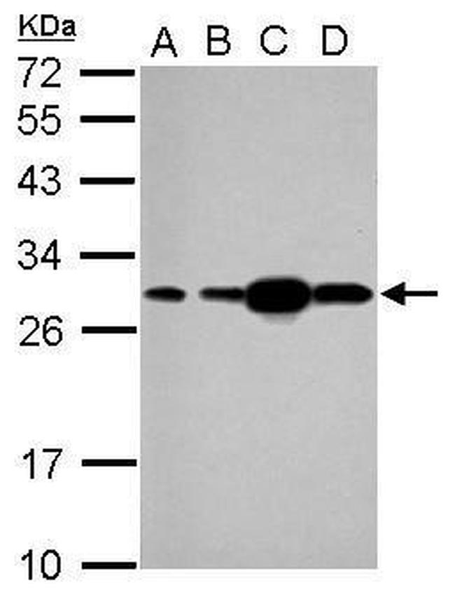 HSP27 Antibody in Western Blot (WB)