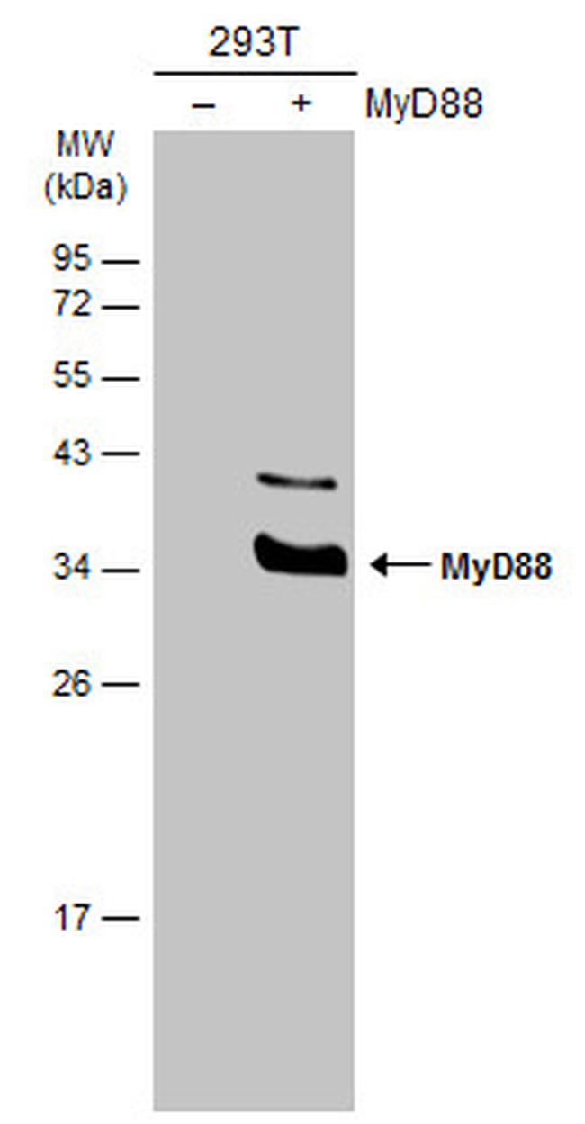 MyD88 Antibody in Western Blot (WB)