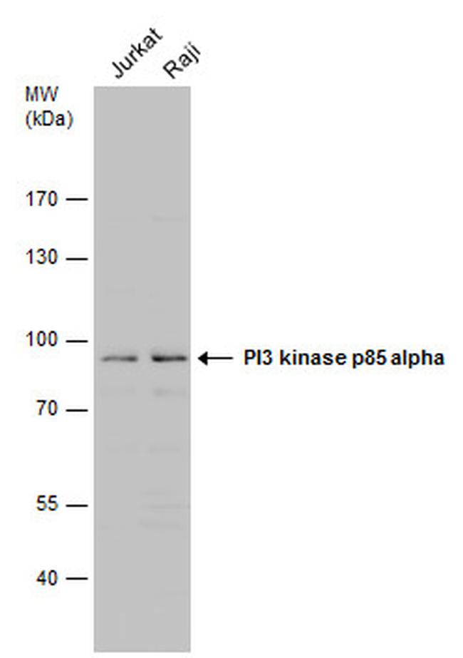 PI3K p85 alpha Antibody in Western Blot (WB)