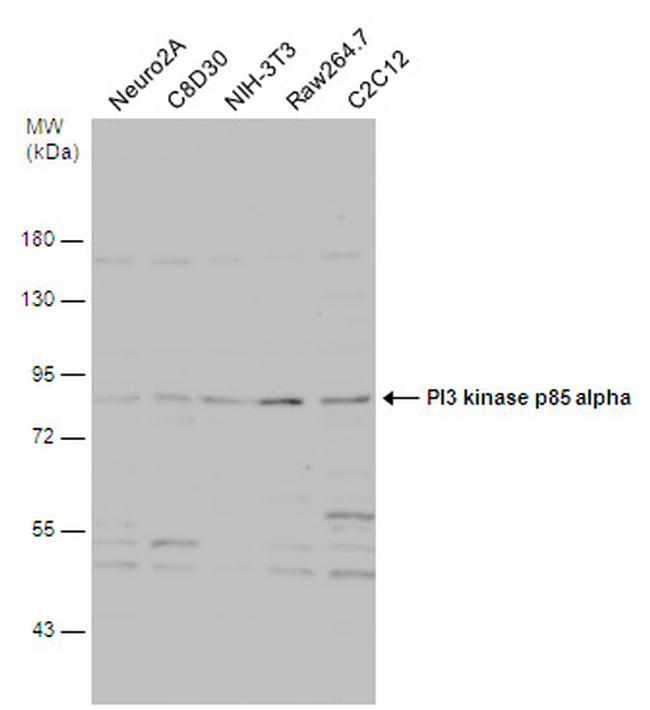 PI3K p85 alpha Antibody in Western Blot (WB)