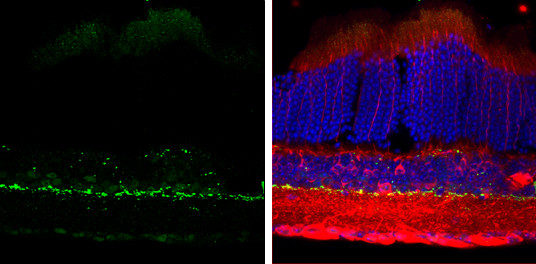 Tyrosine Hydroxylase Antibody in Immunohistochemistry (Frozen) (IHC (F))