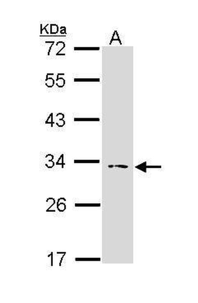 IL-1 alpha Antibody in Western Blot (WB)