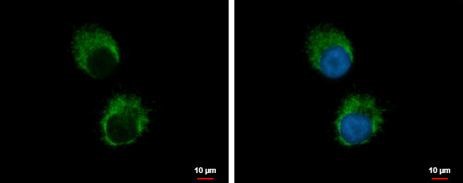 IL-1 alpha Antibody in Immunocytochemistry (ICC/IF)