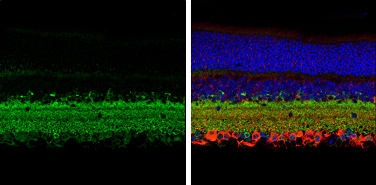 GAD67 Antibody in Immunohistochemistry (Paraffin) (IHC (P))