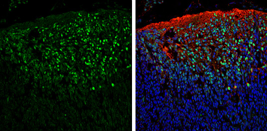 PAX6 Antibody in Immunohistochemistry (Frozen) (IHC (F))