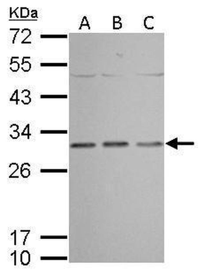 Prohibitin Antibody in Western Blot (WB)