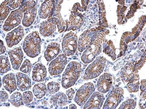 Prohibitin Antibody in Immunohistochemistry (Paraffin) (IHC (P))