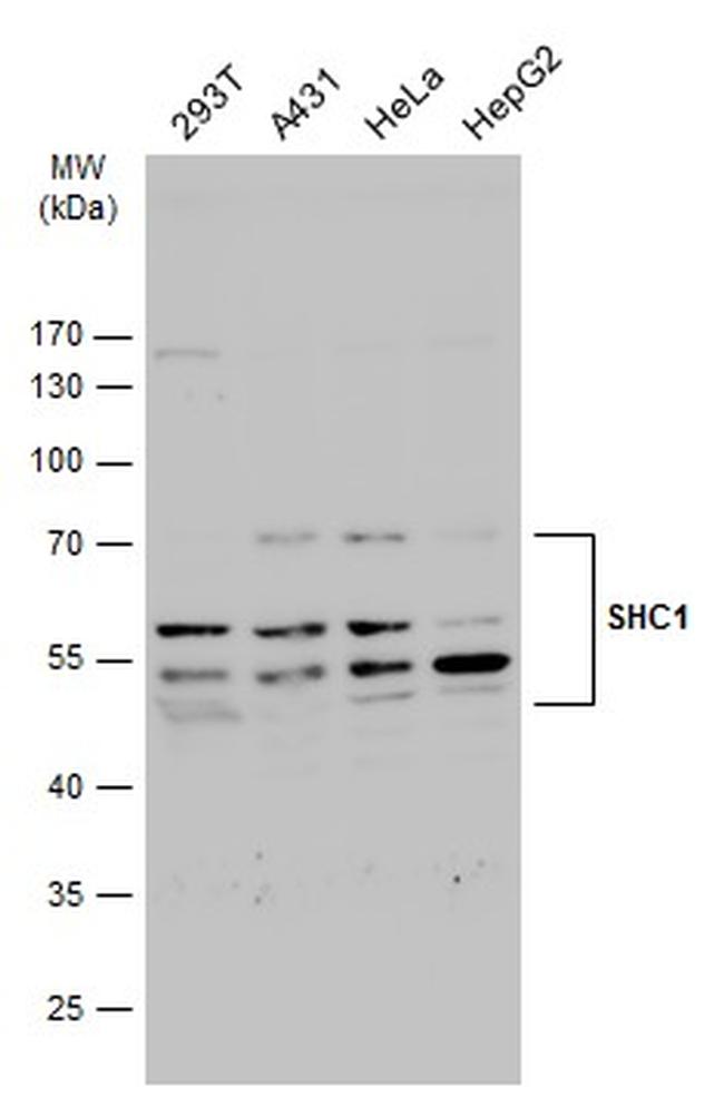 SHC Antibody in Western Blot (WB)