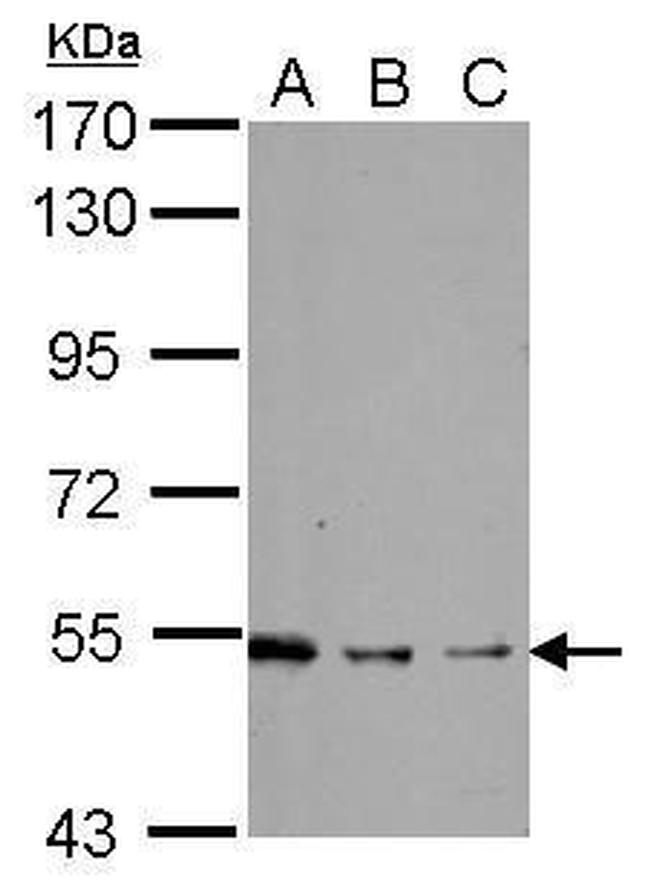 SHC Antibody in Western Blot (WB)