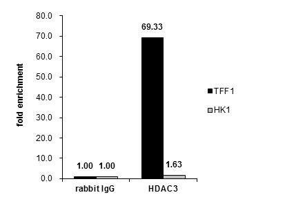 HDAC3 Antibody in ChIP Assay (ChIP)