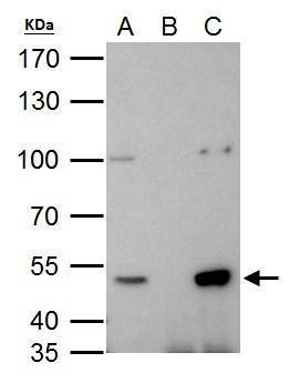 HDAC3 Antibody in Immunoprecipitation (IP)