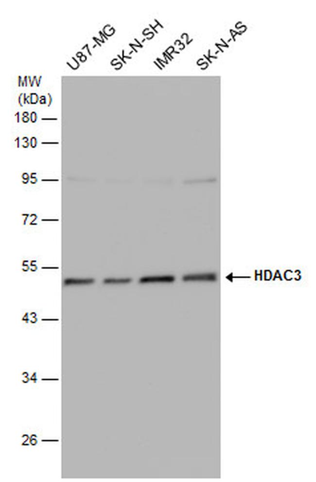 HDAC3 Antibody in Western Blot (WB)