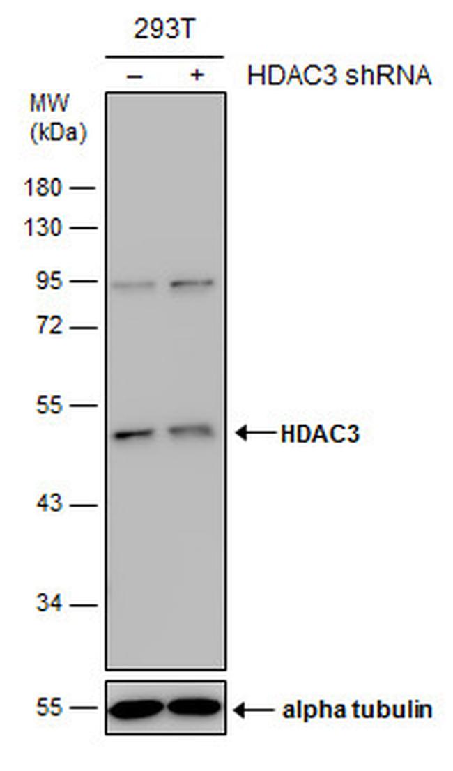 HDAC3 Antibody in Western Blot (WB)