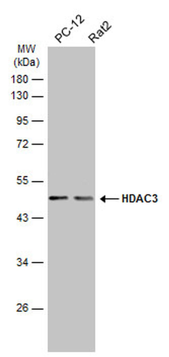 HDAC3 Antibody in Western Blot (WB)