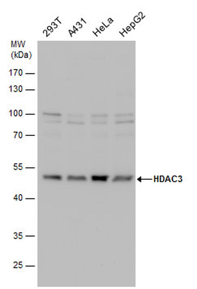 HDAC3 Antibody in Western Blot (WB)