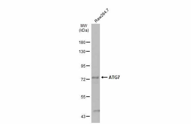 ATG7 Antibody in Western Blot (WB)