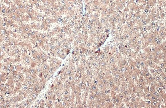 Apolipoprotein H Antibody in Immunohistochemistry (Paraffin) (IHC (P))