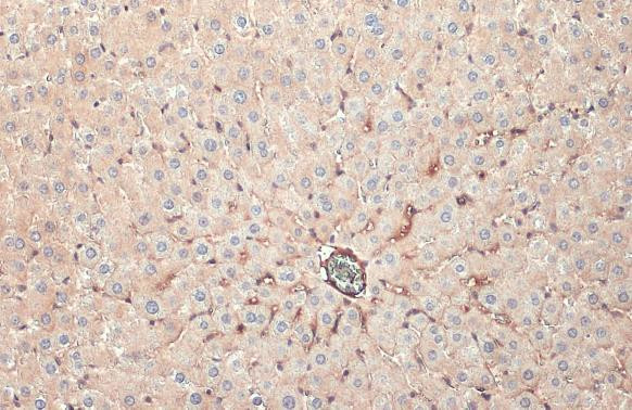 Apolipoprotein H Antibody in Immunohistochemistry (Paraffin) (IHC (P))