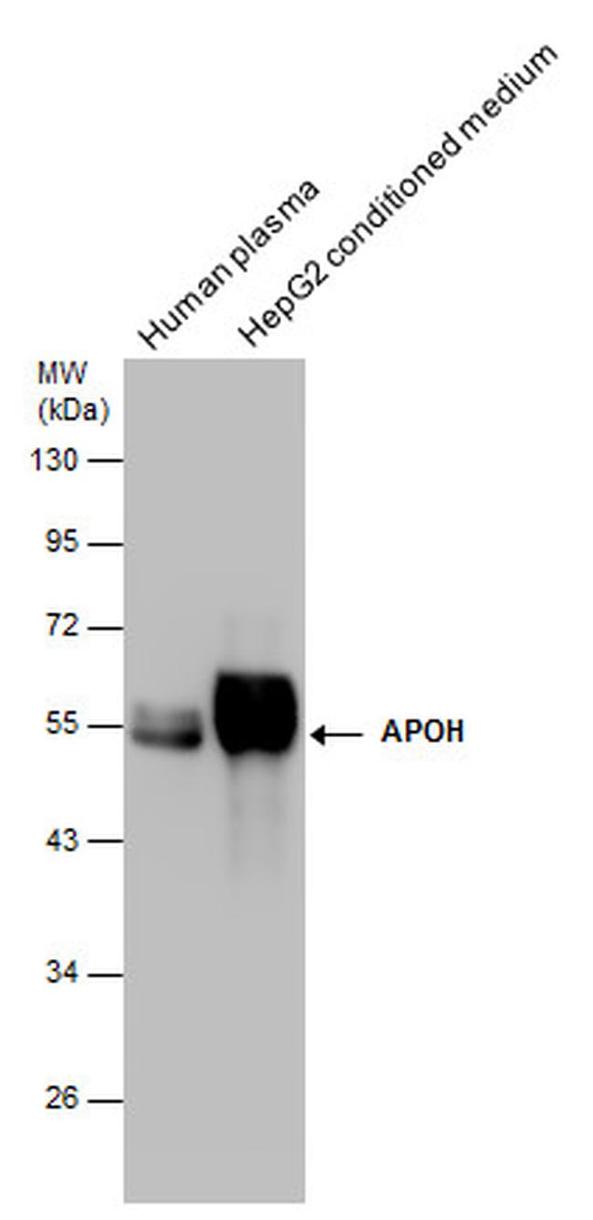 Apolipoprotein H Antibody in Western Blot (WB)