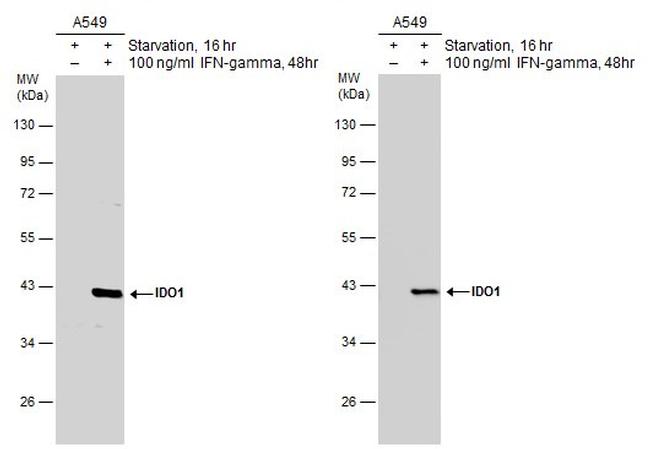 IDO Antibody in Western Blot (WB)