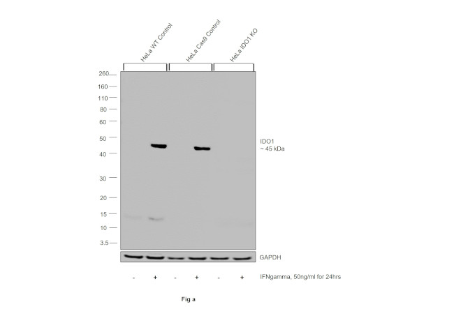 IDO Antibody in Western Blot (WB)