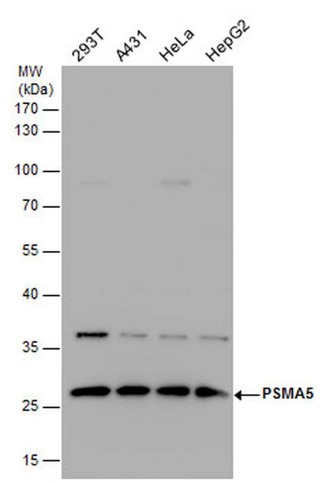 PSMA5 Antibody in Western Blot (WB)
