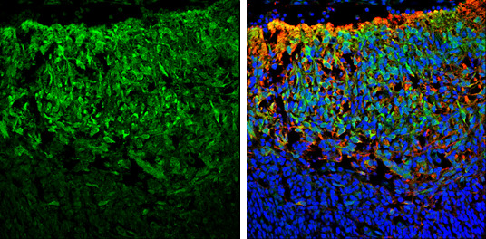 SNAP25 Antibody in Immunohistochemistry (Frozen) (IHC (F))